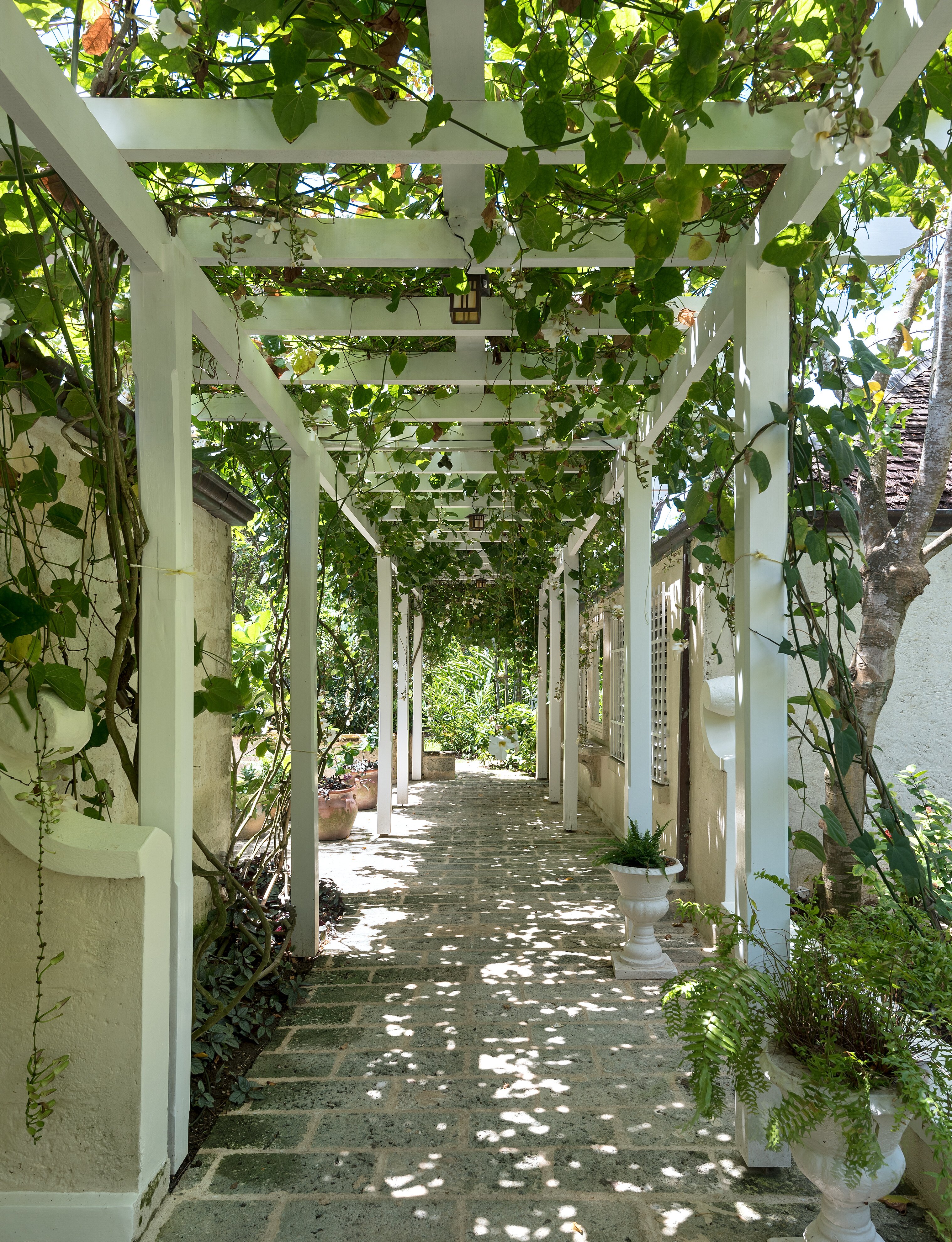 Heronetta - Image 14