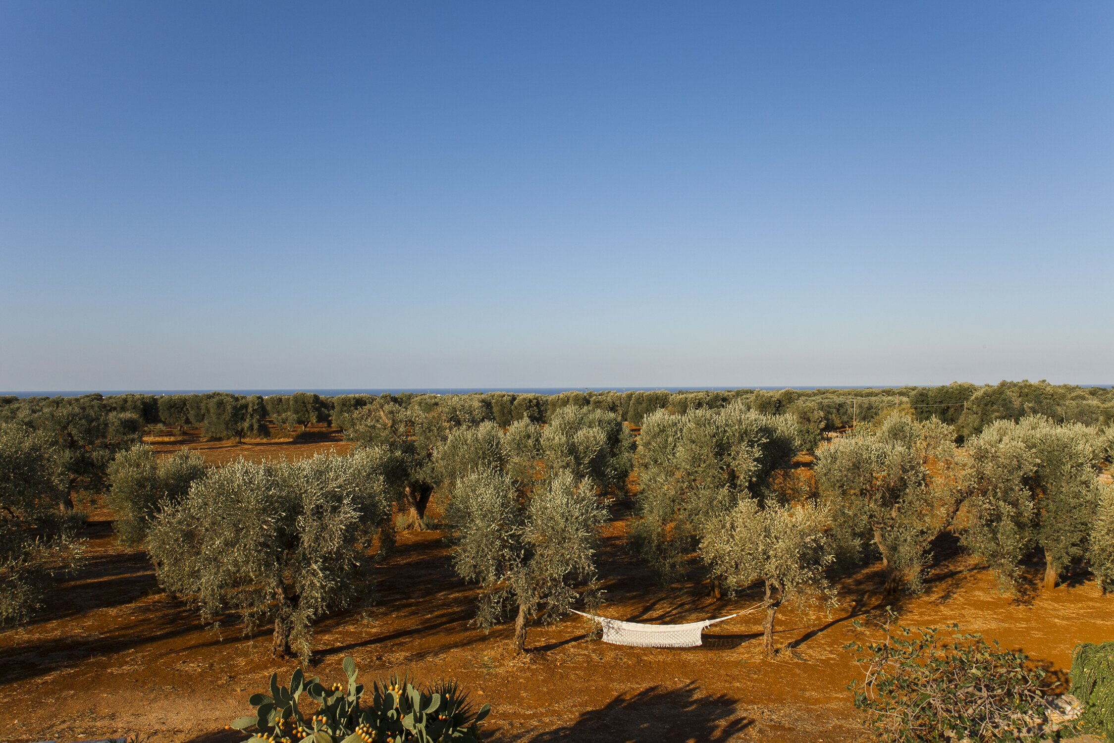 Fico d'India - Image 16