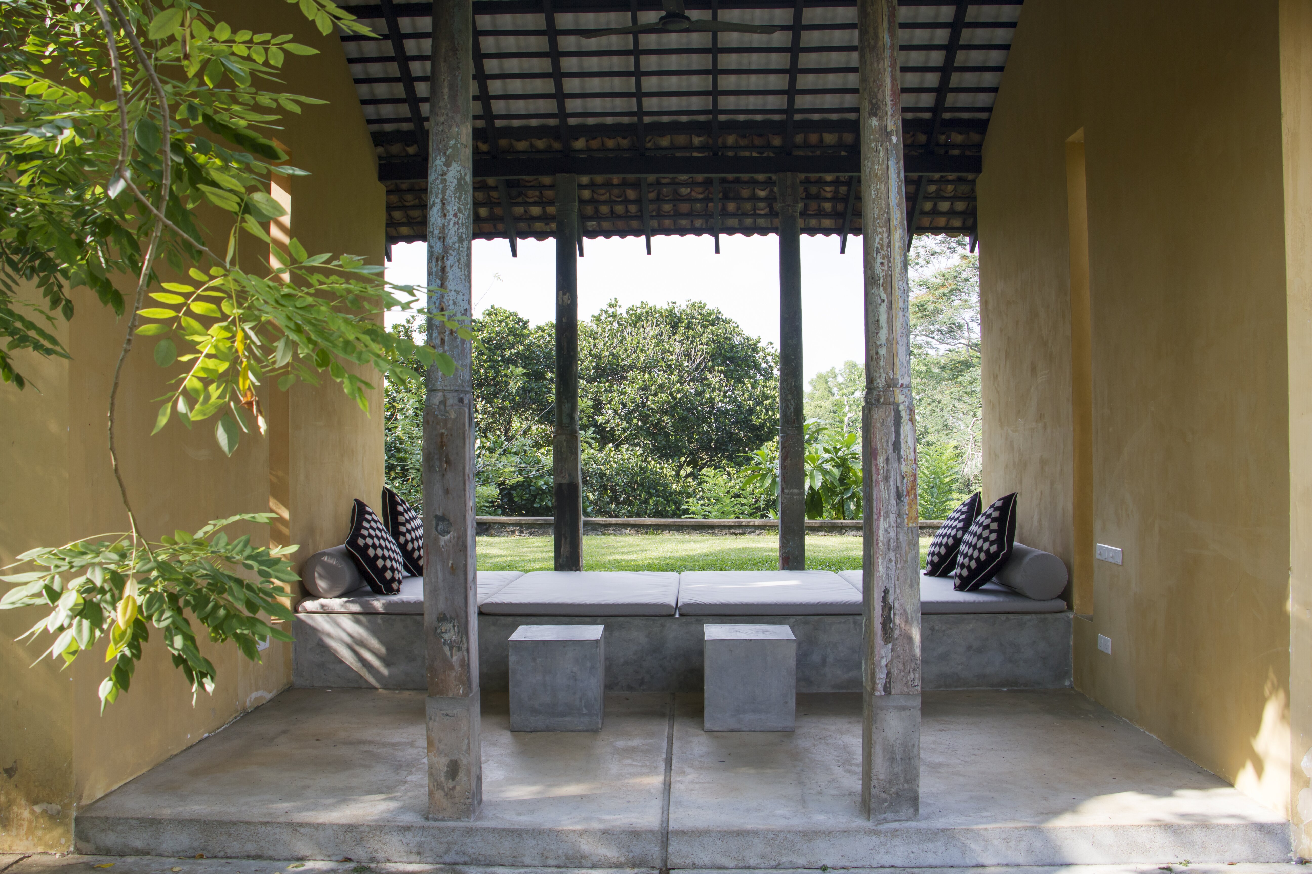 Allamanda - Image 8