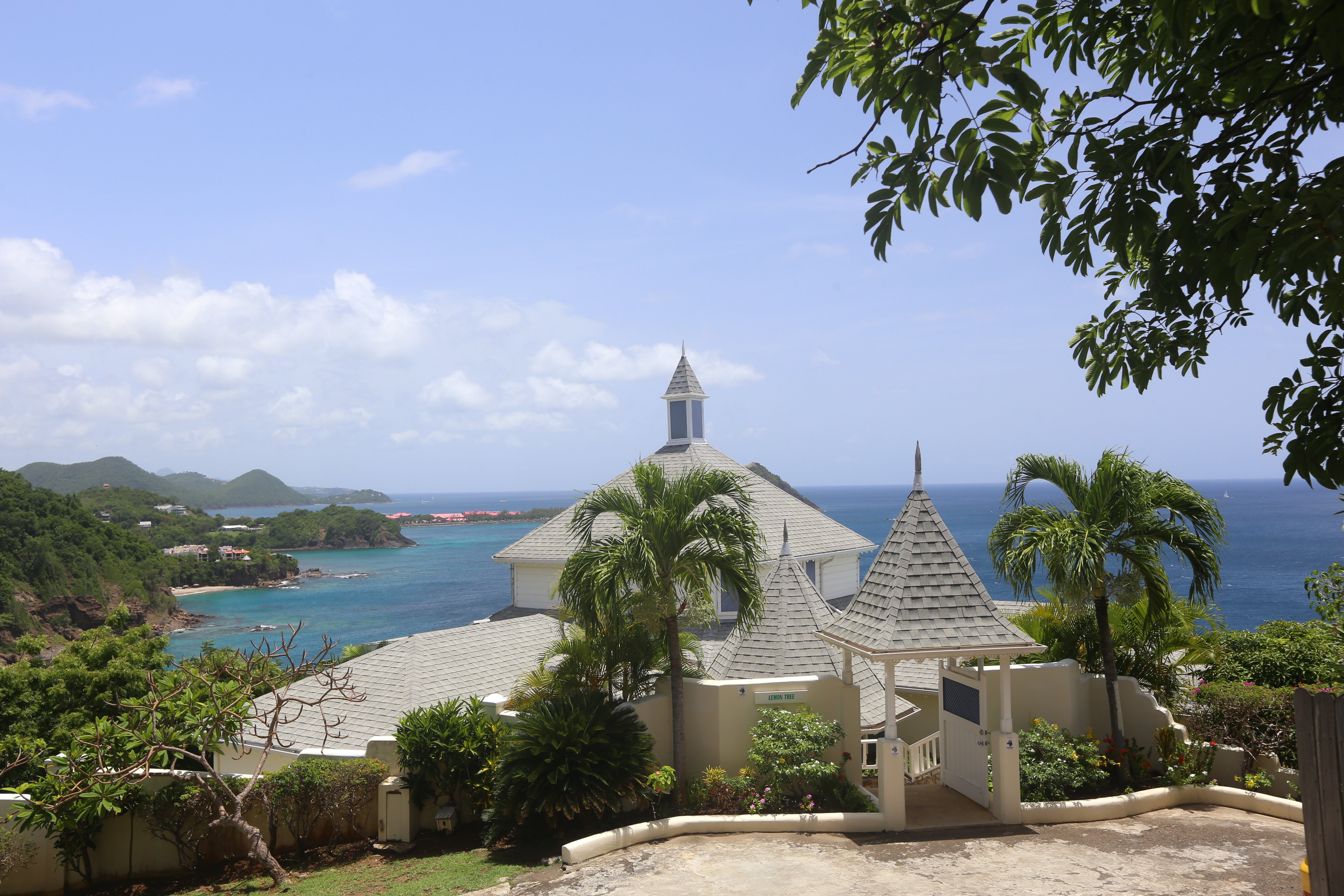 Lemon Tree - Image 10