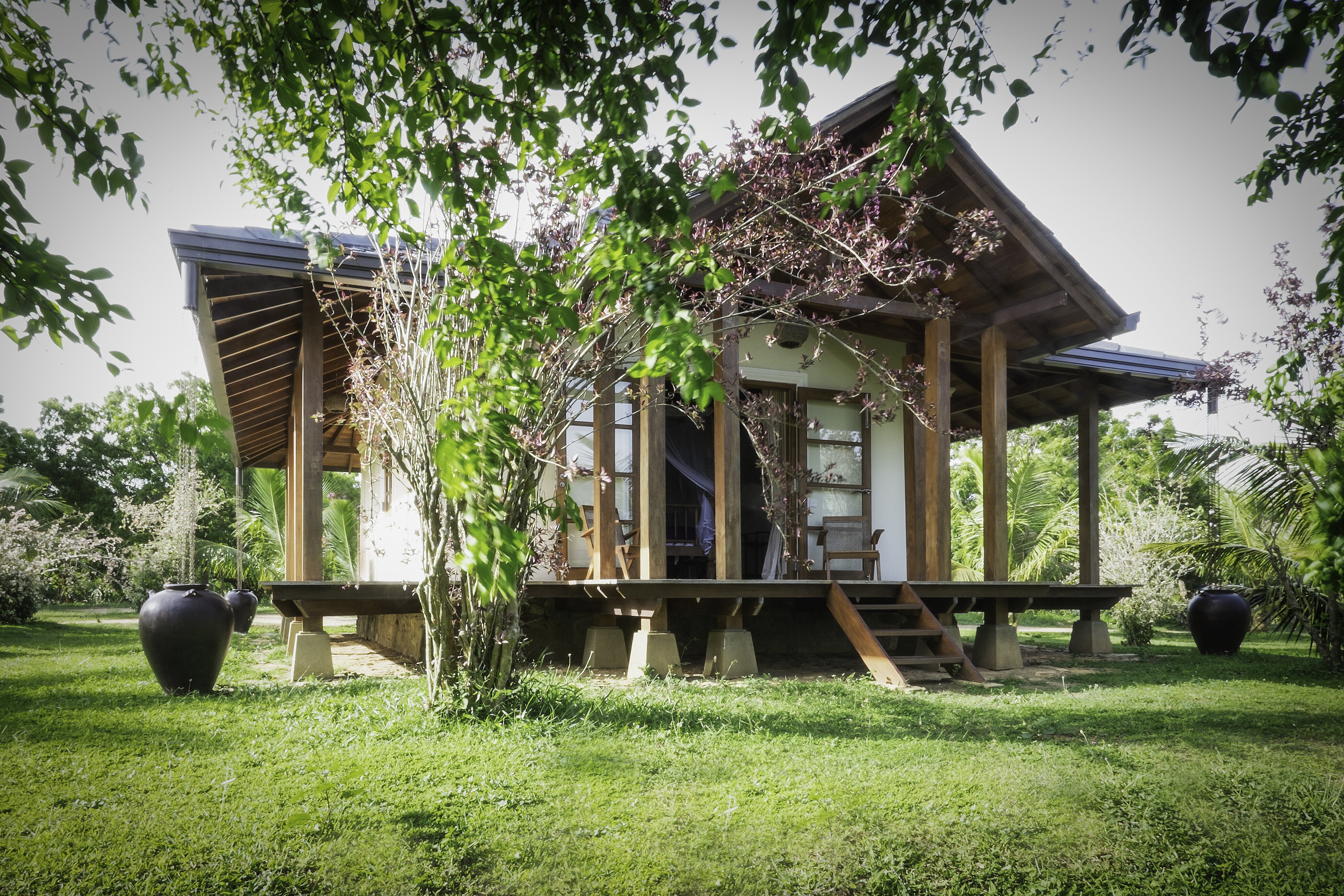 Lemongrass - Image 10