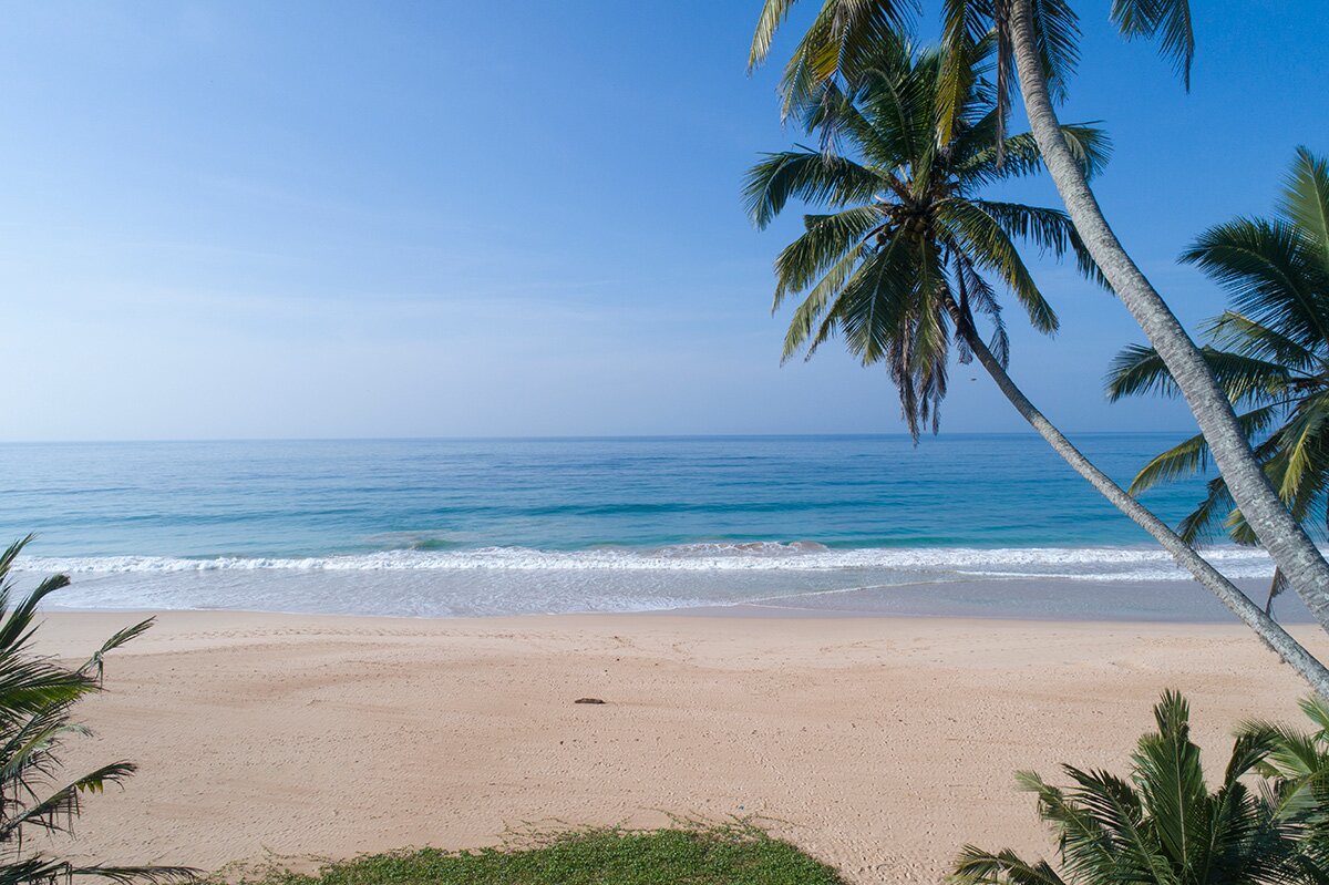 Heliconia - Image 12