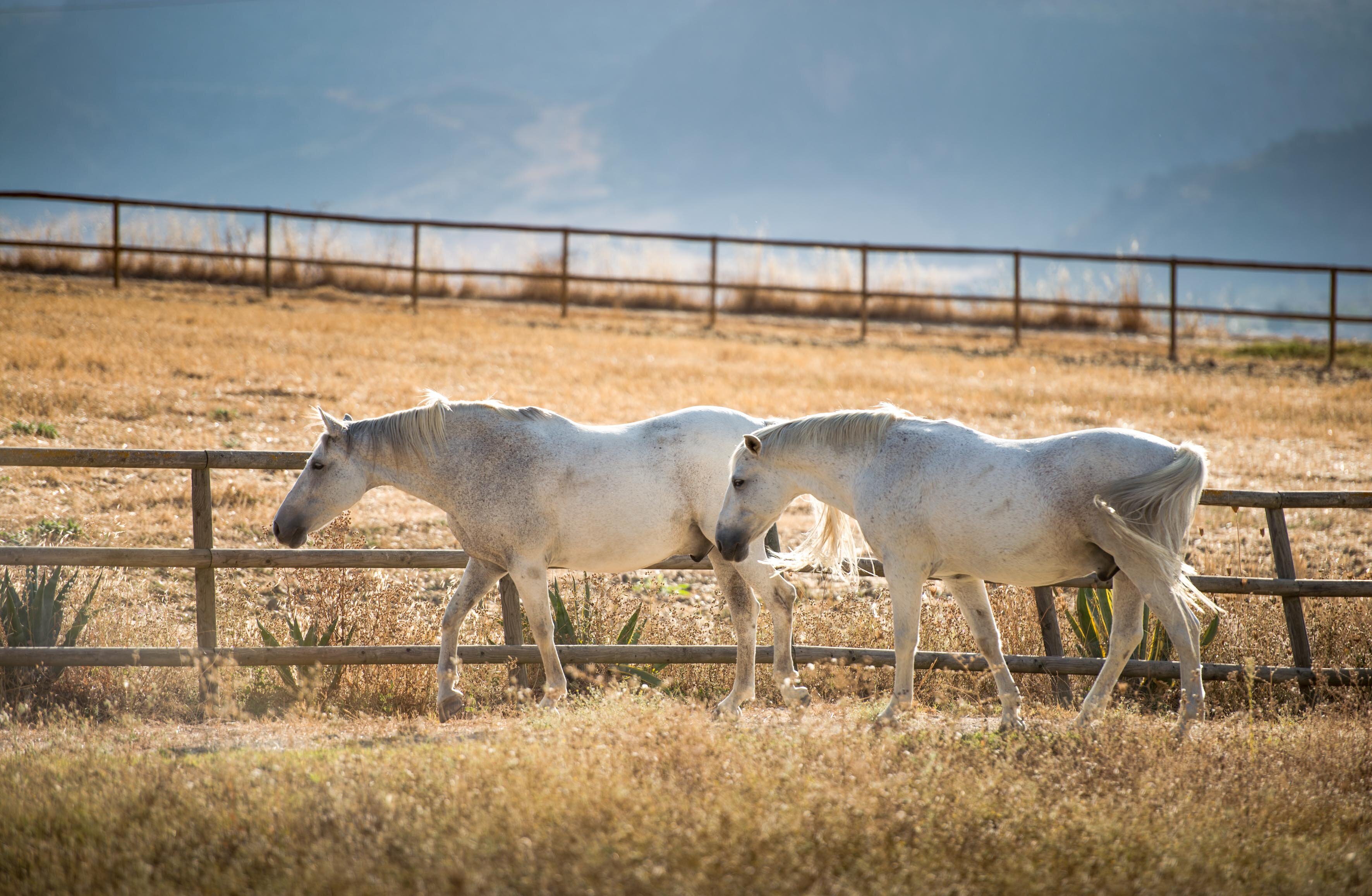 La Masia Antigua - Image 10