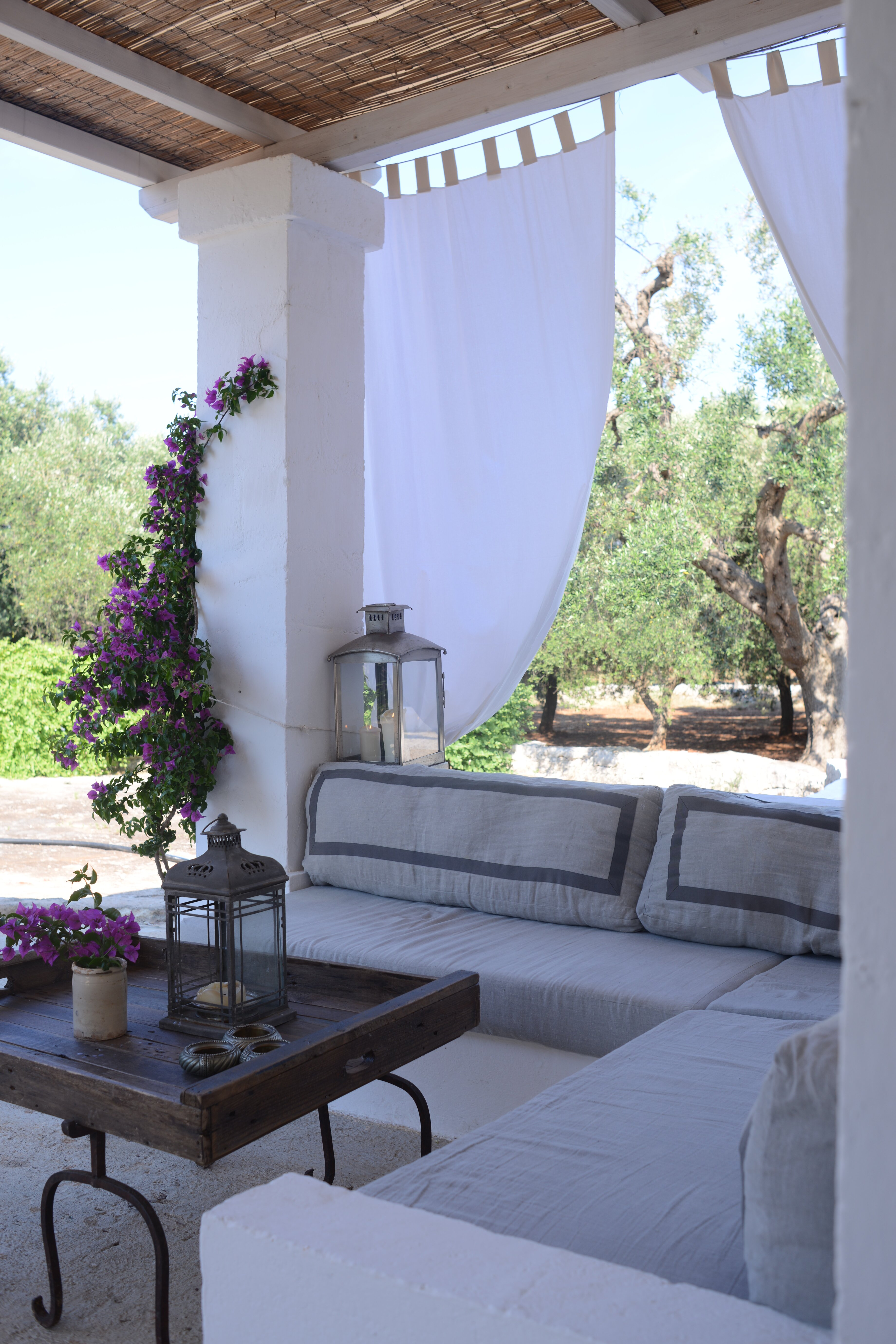 Fico d'India - Image 18