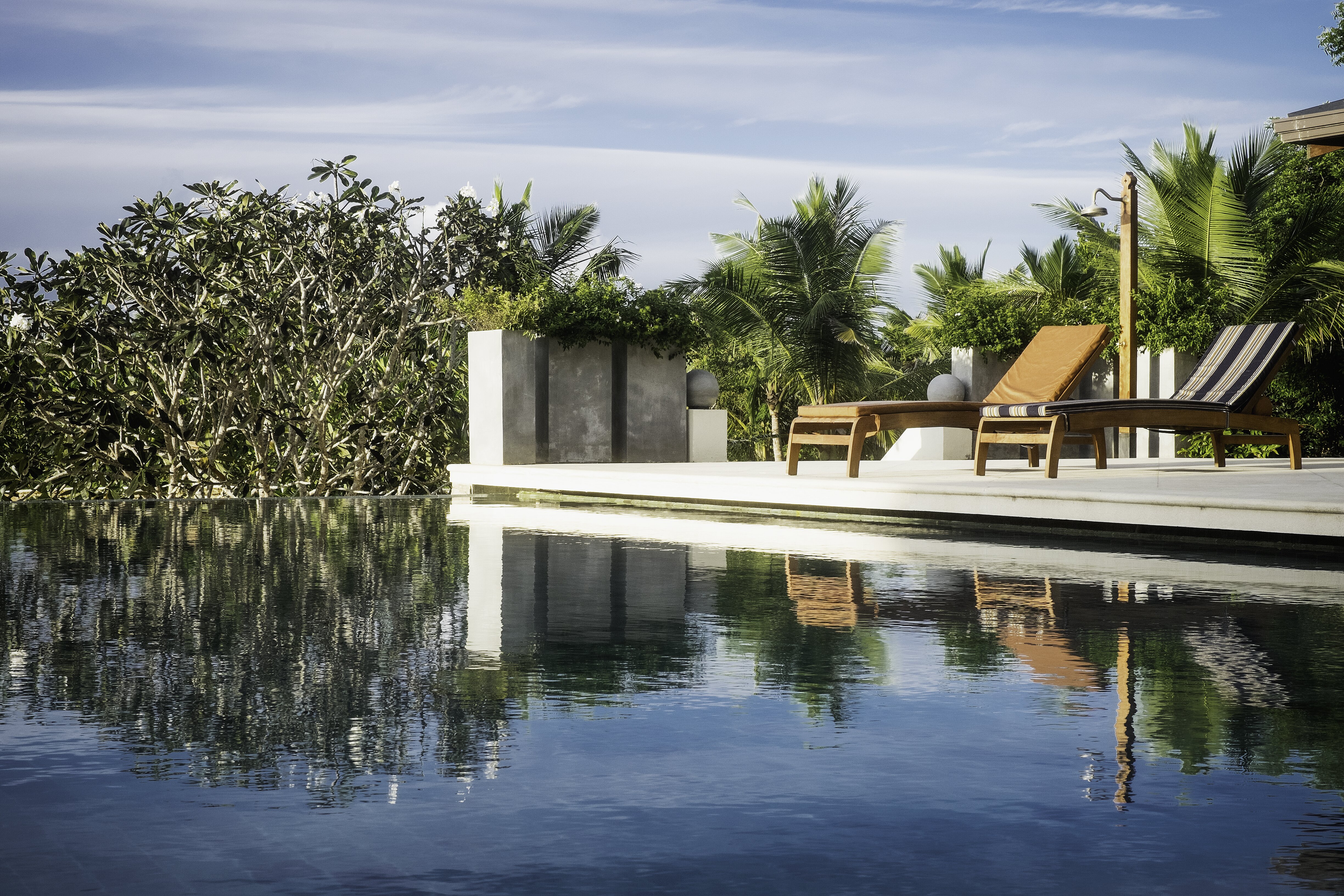 Lemongrass - Image 3