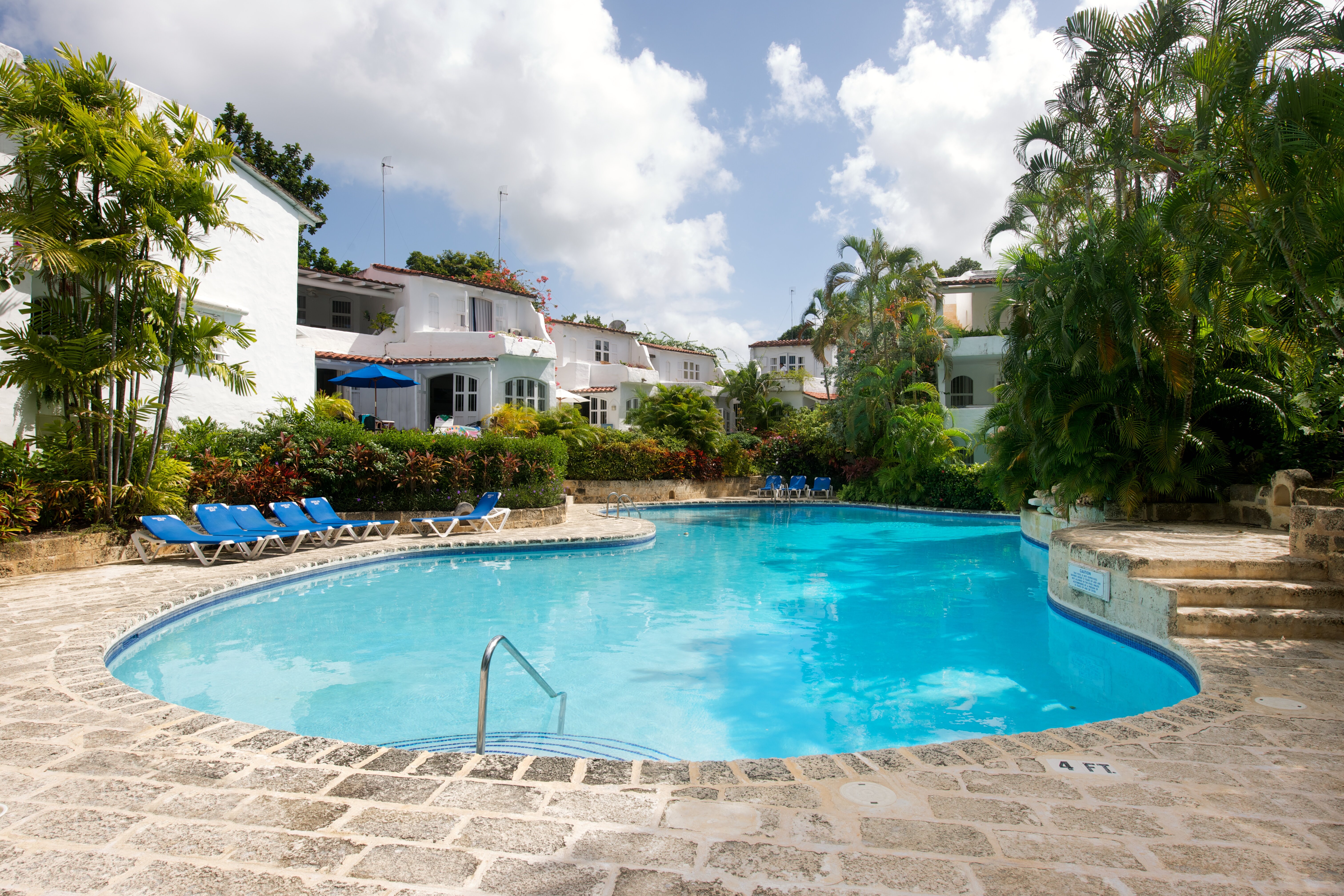 Hibiscus - Image 9