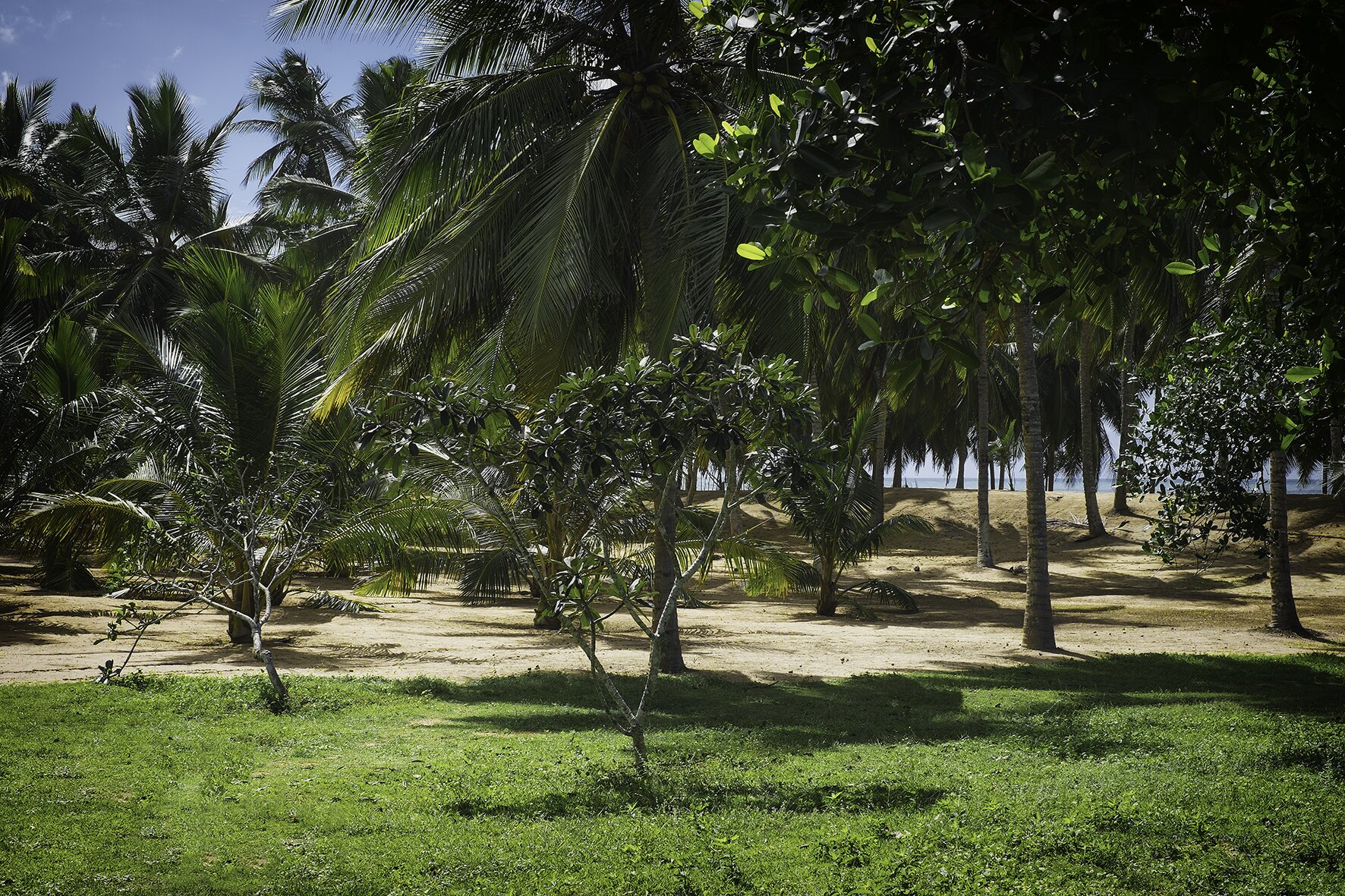 Lemongrass - Image 18