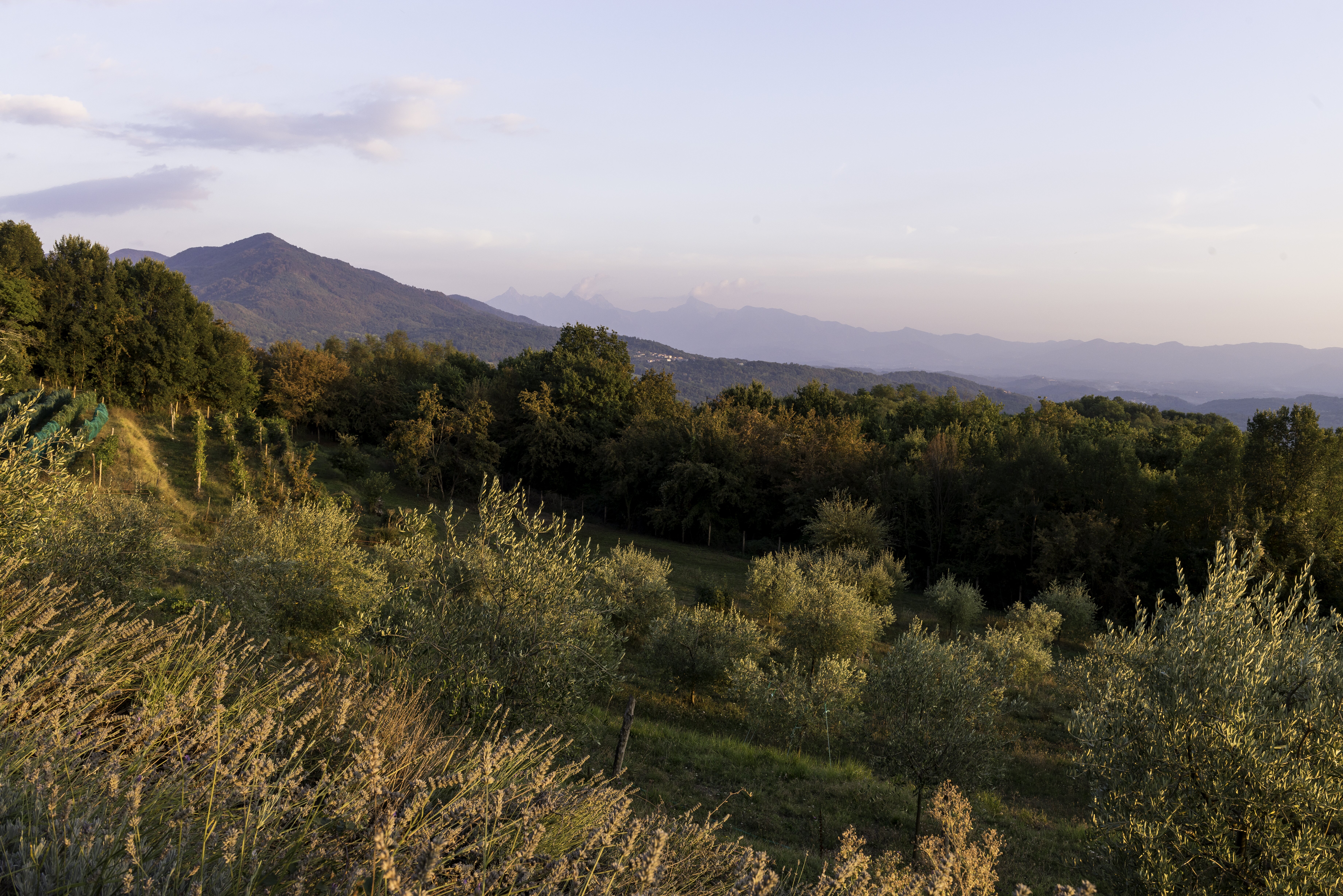 Villa dell'Aria - Image 20