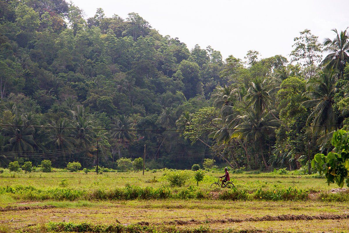 Water Lily - Image 18