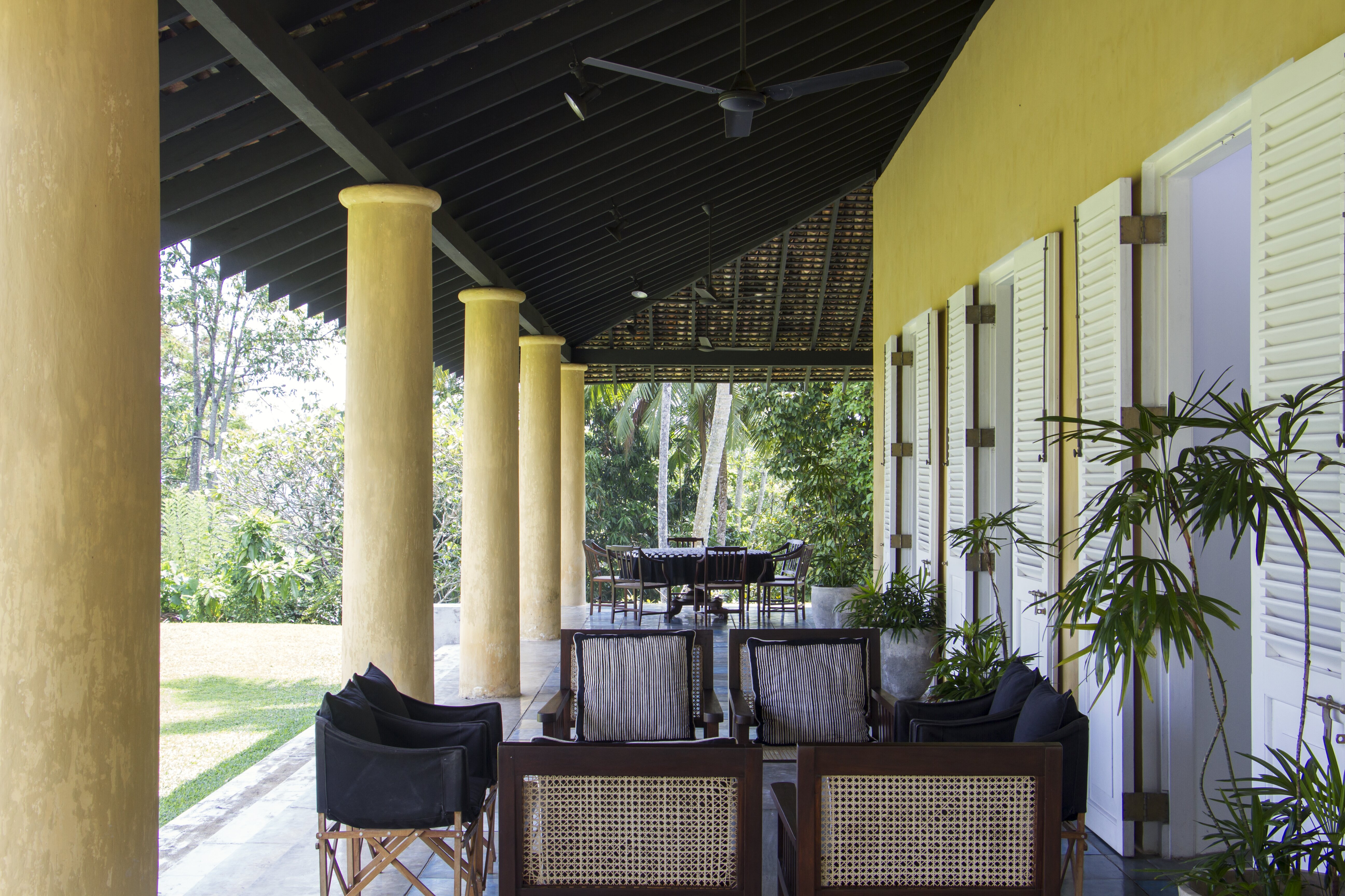 Allamanda - Image 7