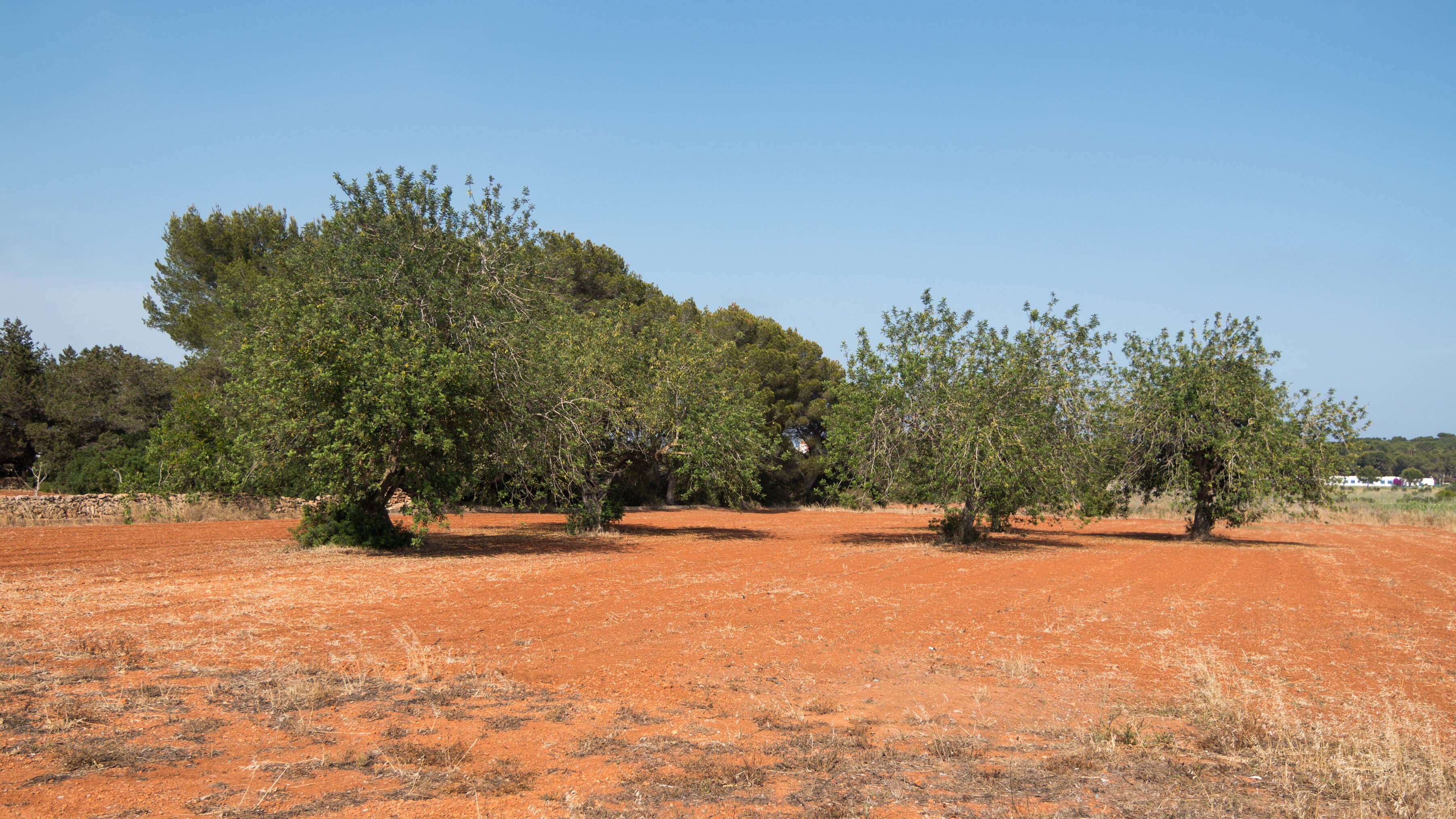 Ca'n Martina - Image 18