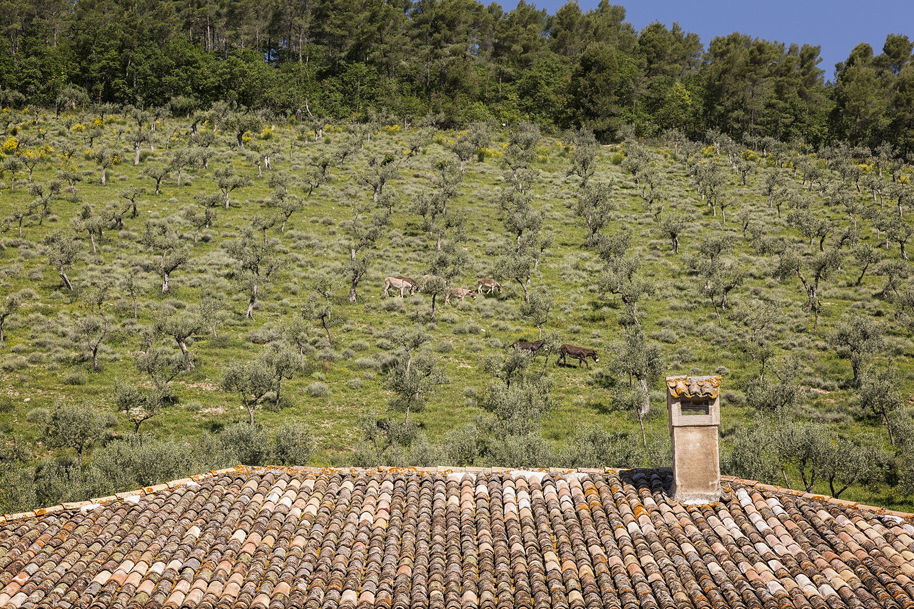 Villa dell' Aurora - Image 3