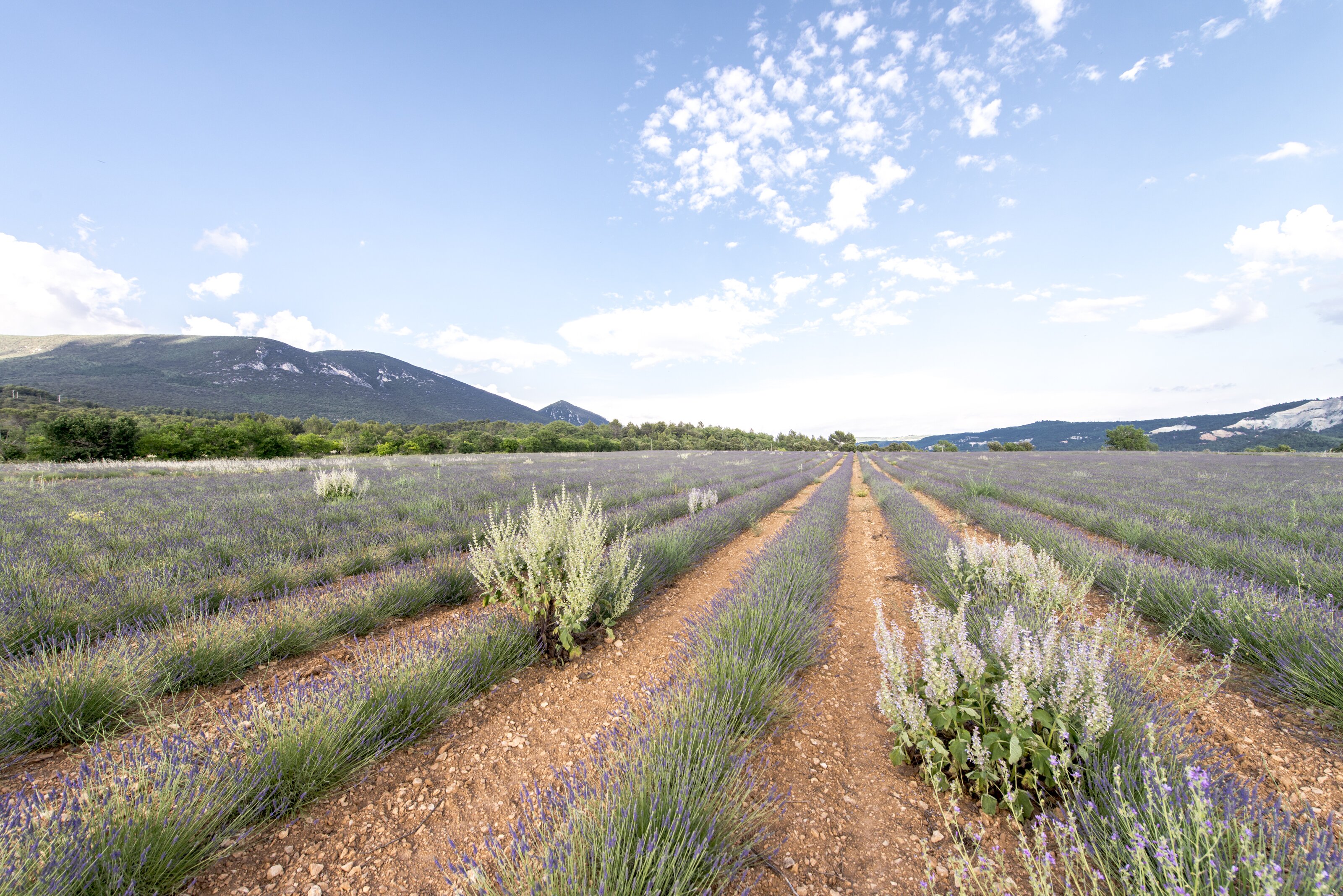 Le Mas d'Isabelle - Image 16