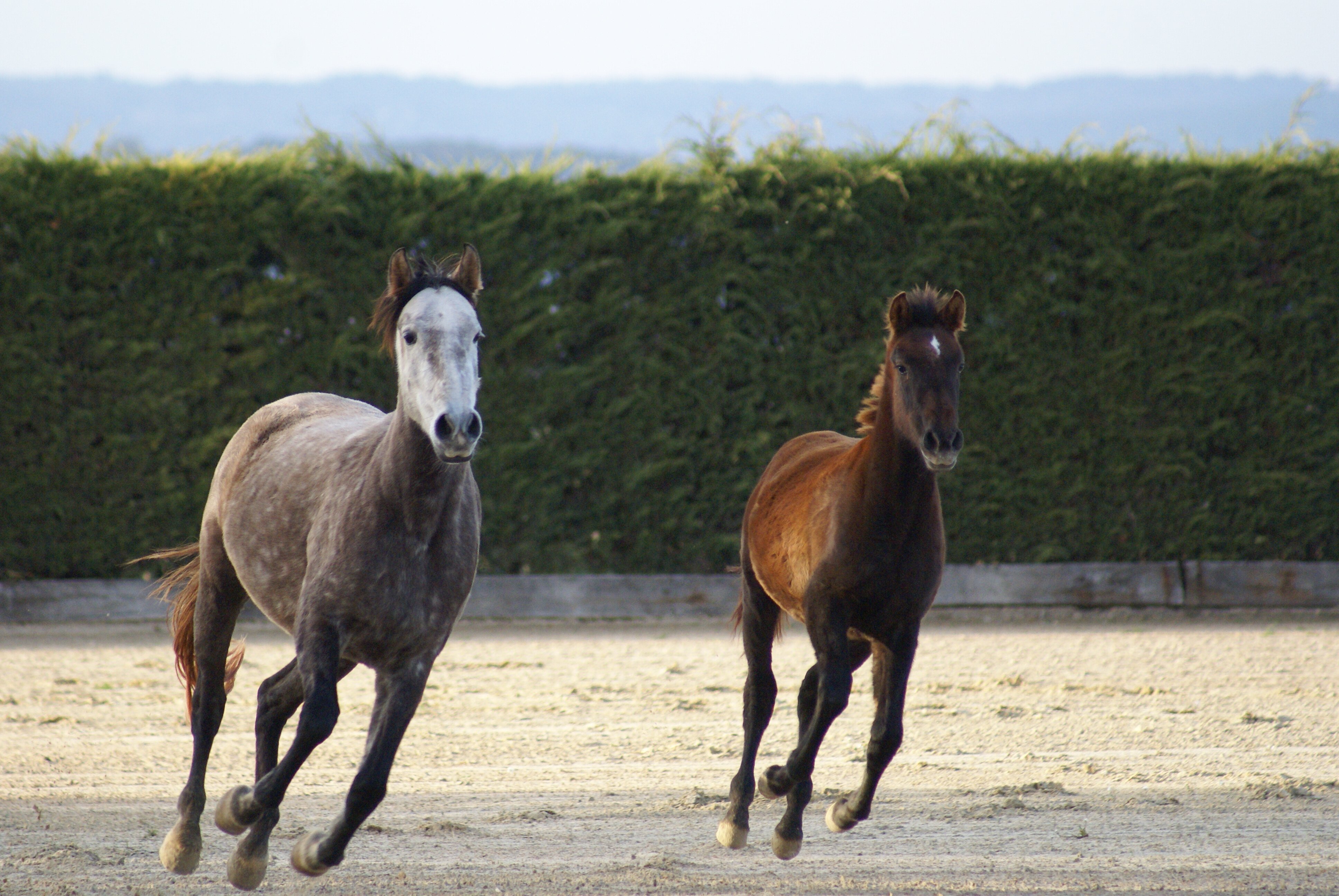 The Emporda Estate - Image 5