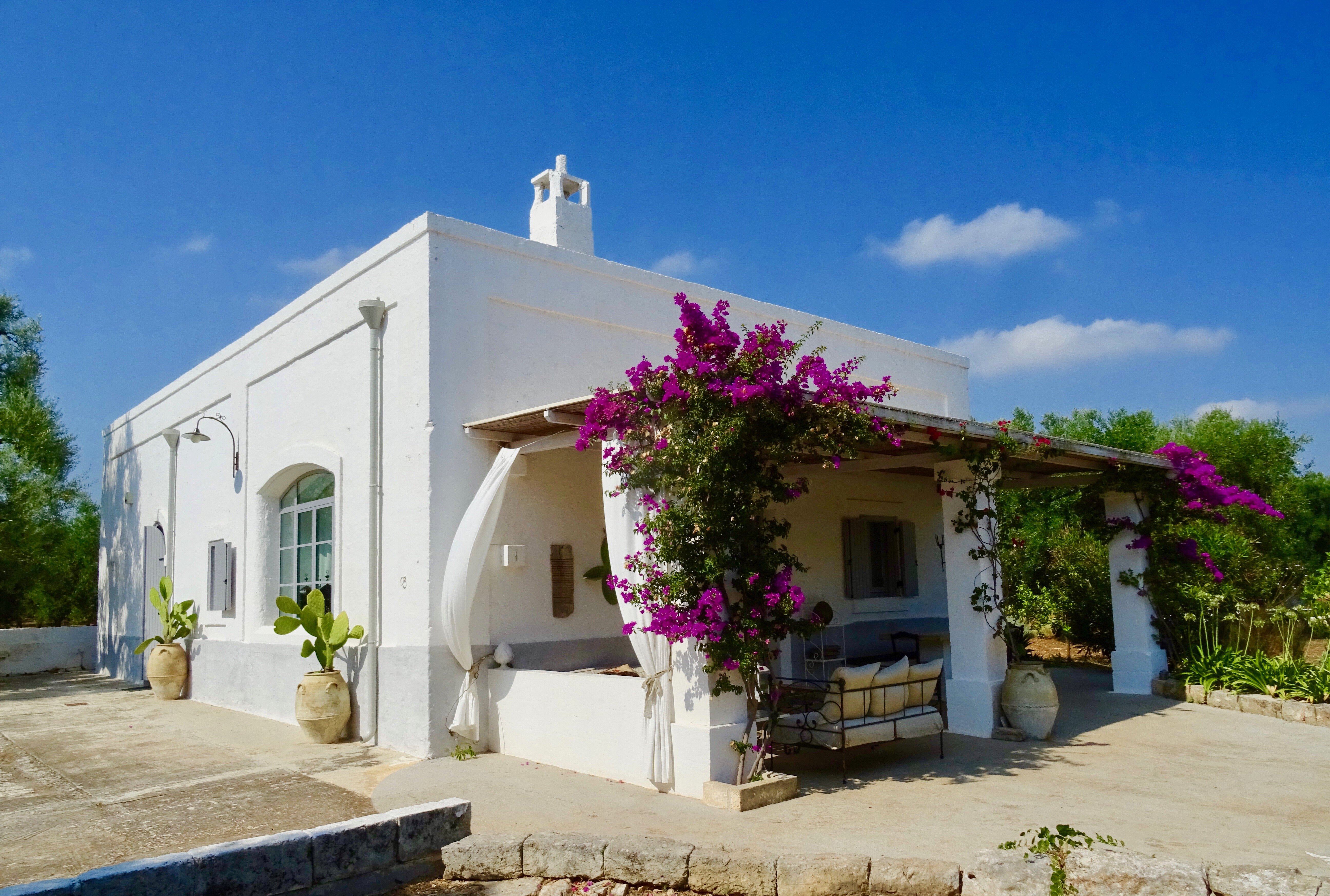 Fico d'India - Image 6