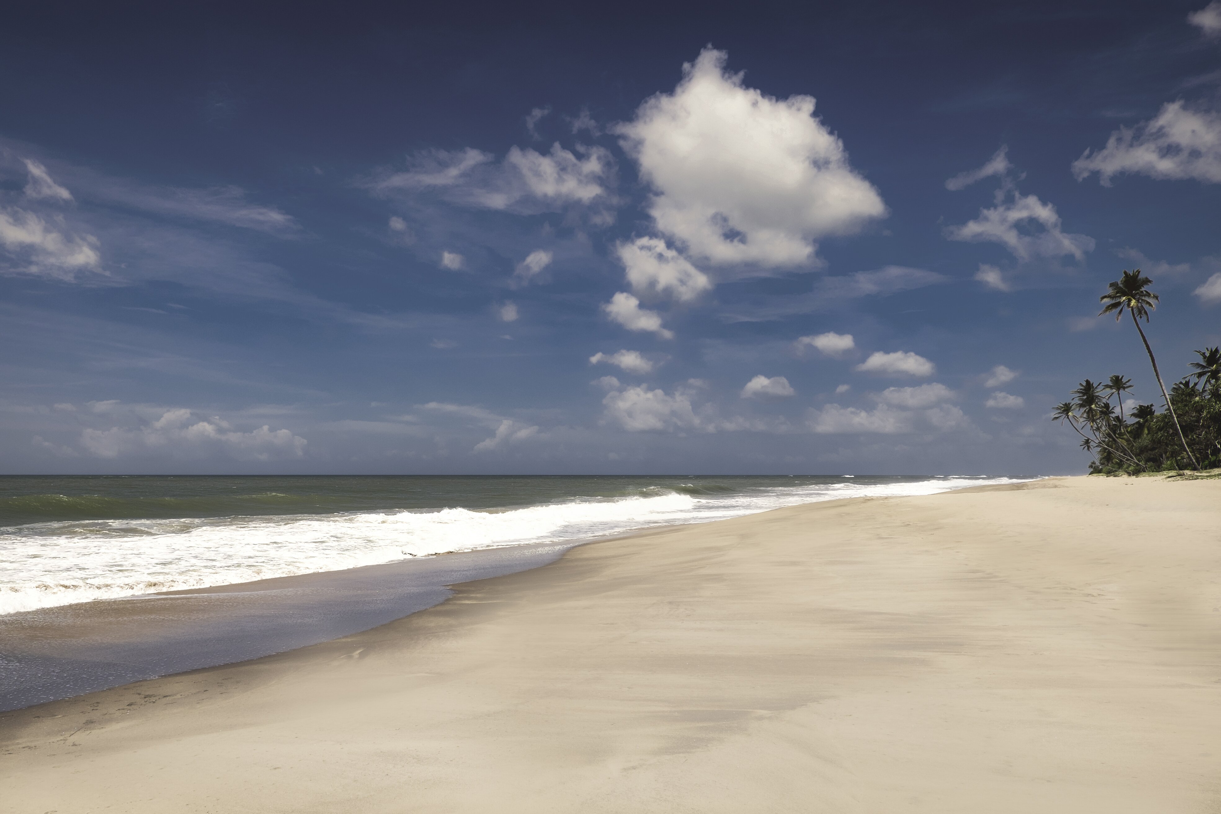 Lemongrass - Image 19