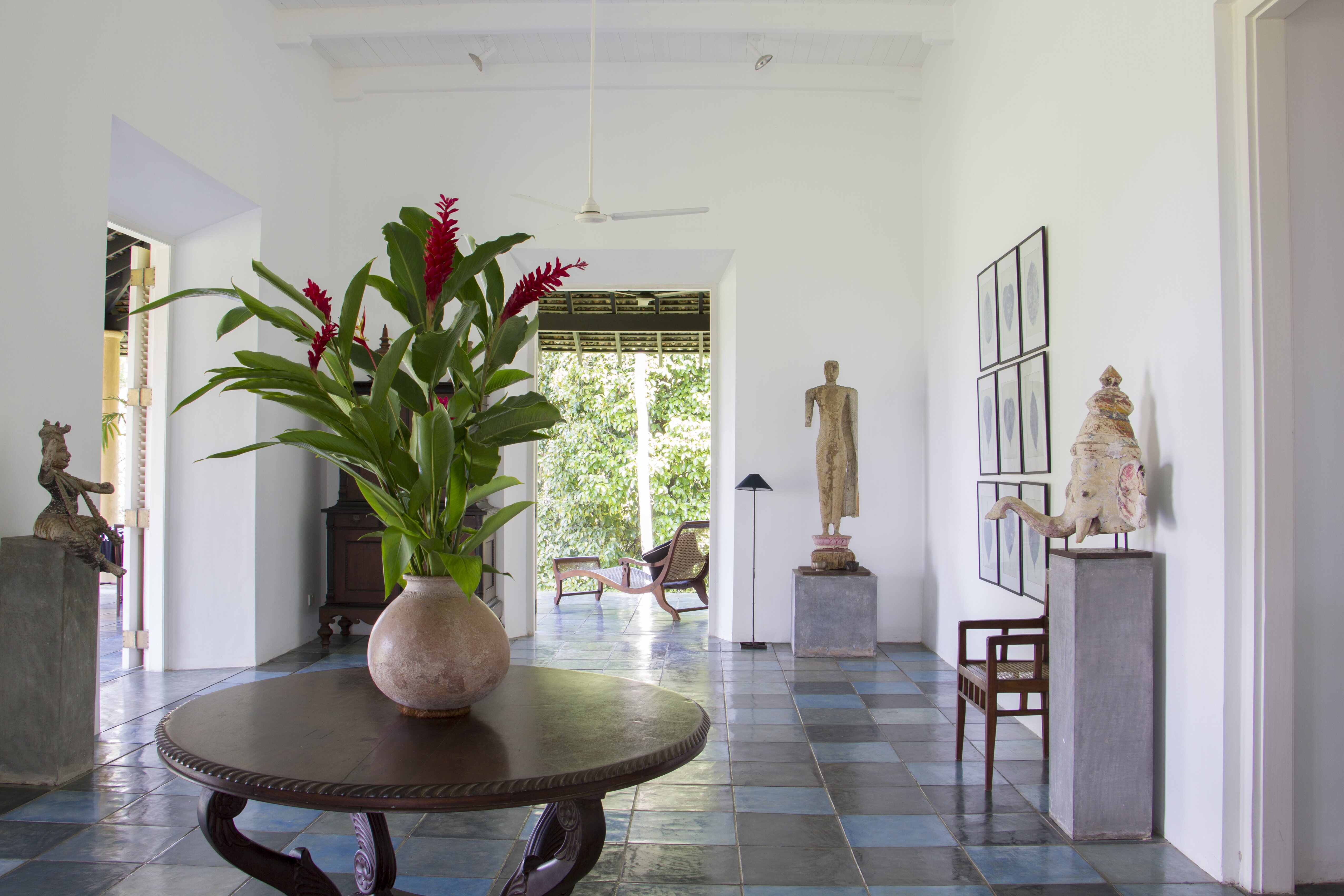 Allamanda - Image 6
